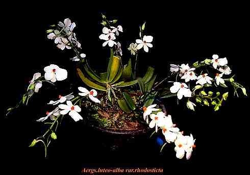 Aerangis luteo-alba var rhodosticta